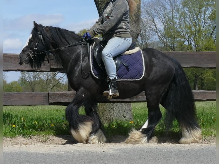 Cob Irlandese / Tinker / Gypsy Vanner Castrone 8 Anni 133 cm Morello in Lathen