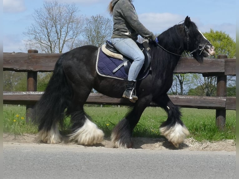 Cob Irlandese / Tinker / Gypsy Vanner Castrone 8 Anni 133 cm Morello in Lathen