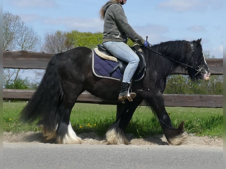 Cob Irlandese / Tinker / Gypsy Vanner Castrone 8 Anni 133 cm Morello in Lathen