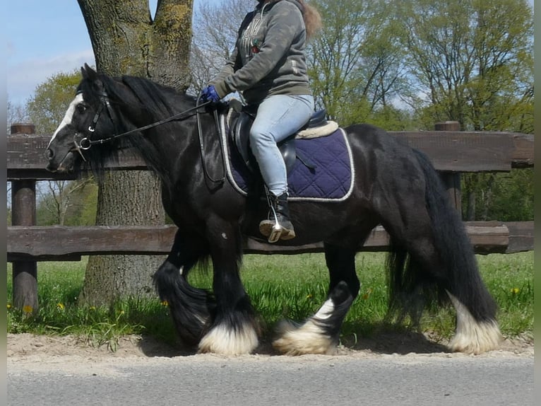 Cob Irlandese / Tinker / Gypsy Vanner Castrone 8 Anni 133 cm Morello in Lathen