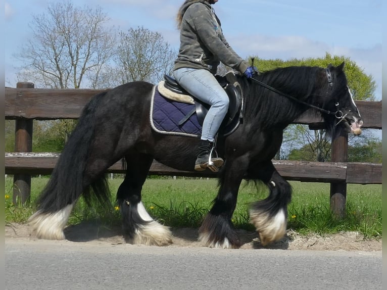 Cob Irlandese / Tinker / Gypsy Vanner Castrone 8 Anni 133 cm Morello in Lathen