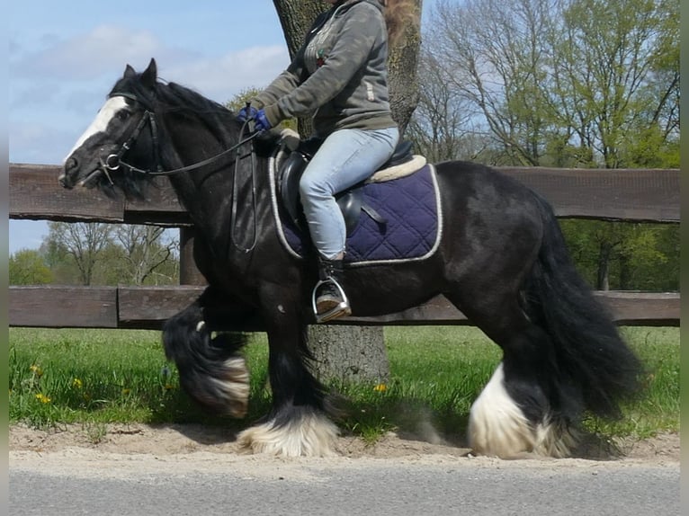 Cob Irlandese / Tinker / Gypsy Vanner Castrone 8 Anni 133 cm Morello in Lathen