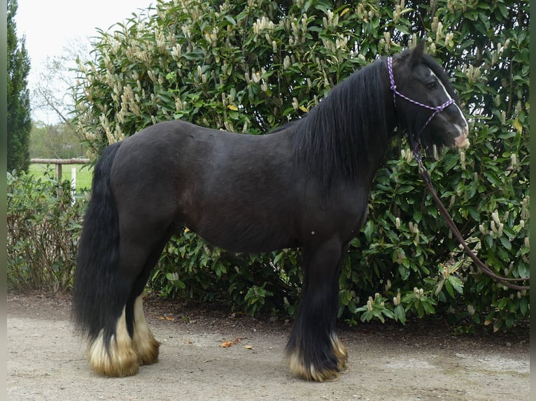 Cob Irlandese / Tinker / Gypsy Vanner Castrone 8 Anni 133 cm Morello in Lathen