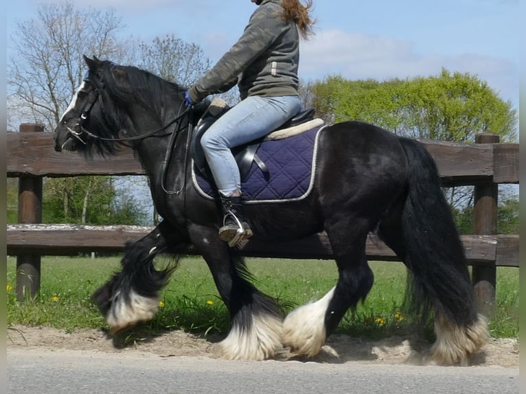 Cob Irlandese / Tinker / Gypsy Vanner Castrone 8 Anni 133 cm Morello in Lathen