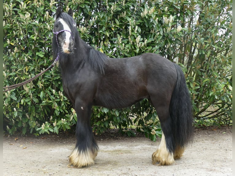 Cob Irlandese / Tinker / Gypsy Vanner Castrone 8 Anni 133 cm Morello in Lathen