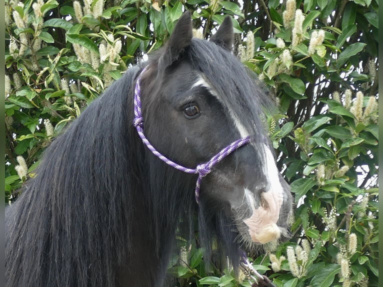 Cob Irlandese / Tinker / Gypsy Vanner Castrone 8 Anni 133 cm Morello in Lathen