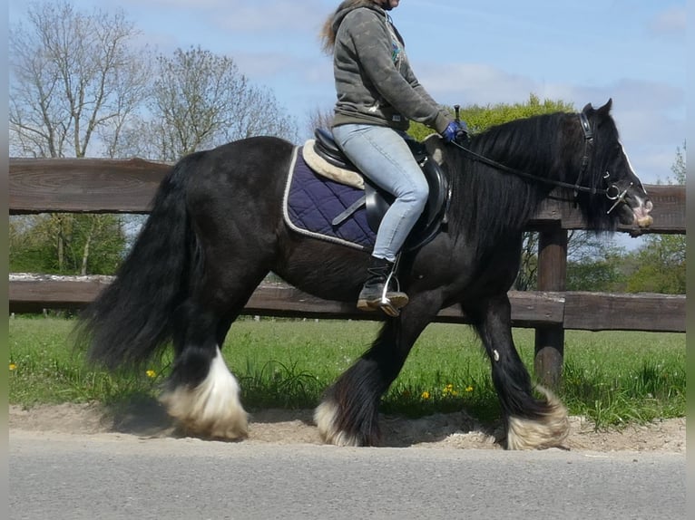 Cob Irlandese / Tinker / Gypsy Vanner Castrone 8 Anni 133 cm Morello in Lathen