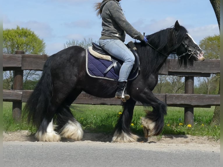 Cob Irlandese / Tinker / Gypsy Vanner Castrone 8 Anni 133 cm Morello in Lathen