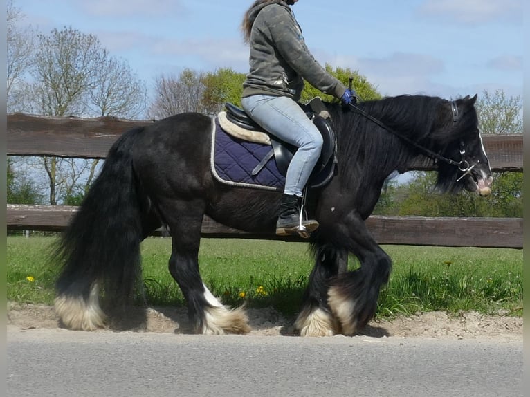 Cob Irlandese / Tinker / Gypsy Vanner Castrone 8 Anni 133 cm Morello in Lathen