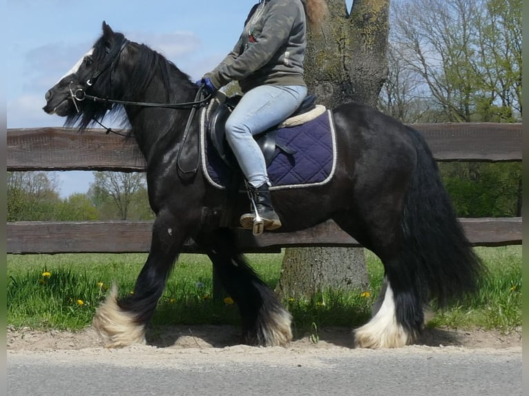 Cob Irlandese / Tinker / Gypsy Vanner Castrone 8 Anni 133 cm Morello in Lathen