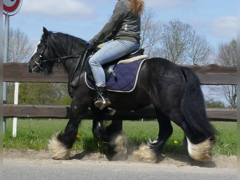 Cob Irlandese / Tinker / Gypsy Vanner Castrone 8 Anni 133 cm Morello in Lathen