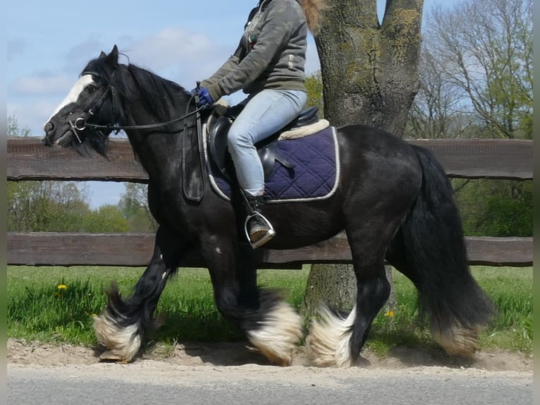 Cob Irlandese / Tinker / Gypsy Vanner Castrone 8 Anni 133 cm Morello in Lathen