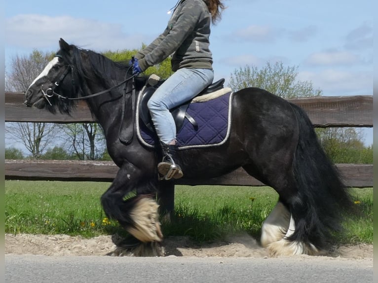 Cob Irlandese / Tinker / Gypsy Vanner Castrone 8 Anni 133 cm Morello in Lathen