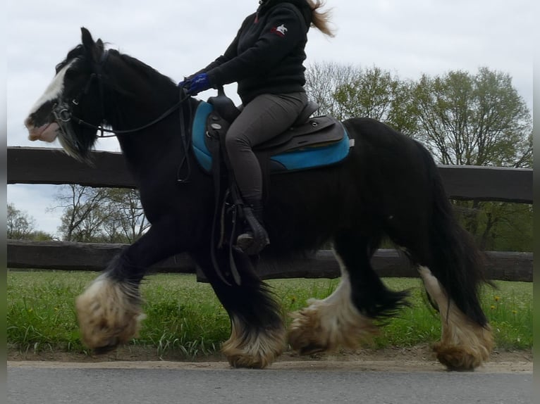 Cob Irlandese / Tinker / Gypsy Vanner Castrone 8 Anni 134 cm Morello in Lathen