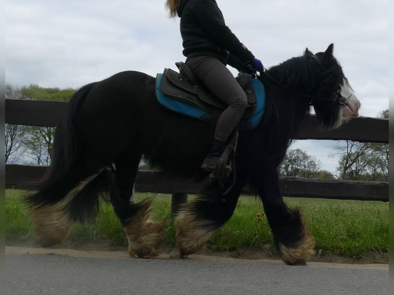 Cob Irlandese / Tinker / Gypsy Vanner Castrone 8 Anni 134 cm Morello in Lathen