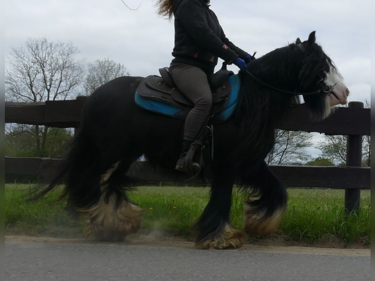 Cob Irlandese / Tinker / Gypsy Vanner Castrone 8 Anni 134 cm Morello in Lathen