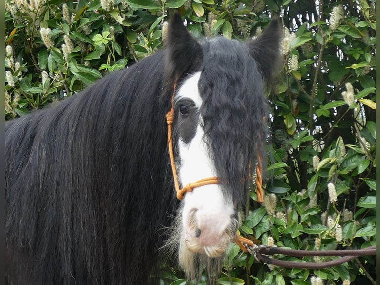 Cob Irlandese / Tinker / Gypsy Vanner Castrone 8 Anni 134 cm Morello in Lathen