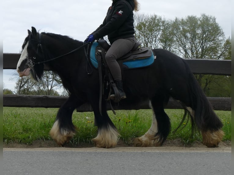 Cob Irlandese / Tinker / Gypsy Vanner Castrone 8 Anni 134 cm Morello in Lathen