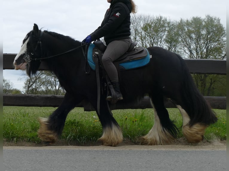 Cob Irlandese / Tinker / Gypsy Vanner Castrone 8 Anni 134 cm Morello in Lathen