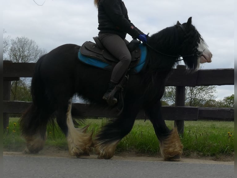 Cob Irlandese / Tinker / Gypsy Vanner Castrone 8 Anni 134 cm Morello in Lathen