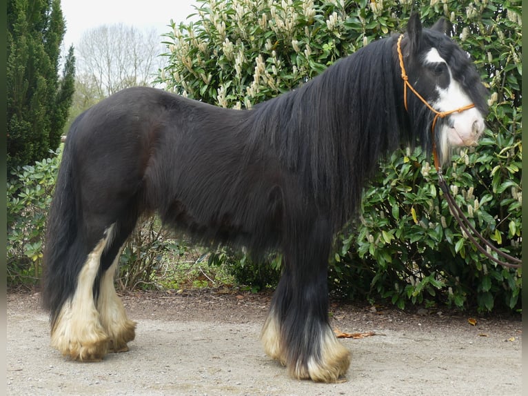 Cob Irlandese / Tinker / Gypsy Vanner Castrone 8 Anni 134 cm Morello in Lathen