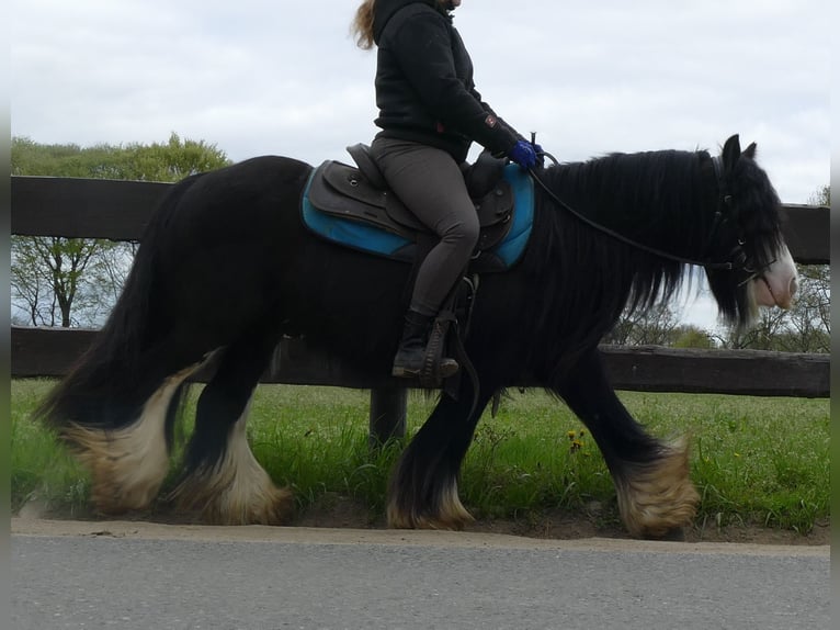 Cob Irlandese / Tinker / Gypsy Vanner Castrone 8 Anni 134 cm Morello in Lathen