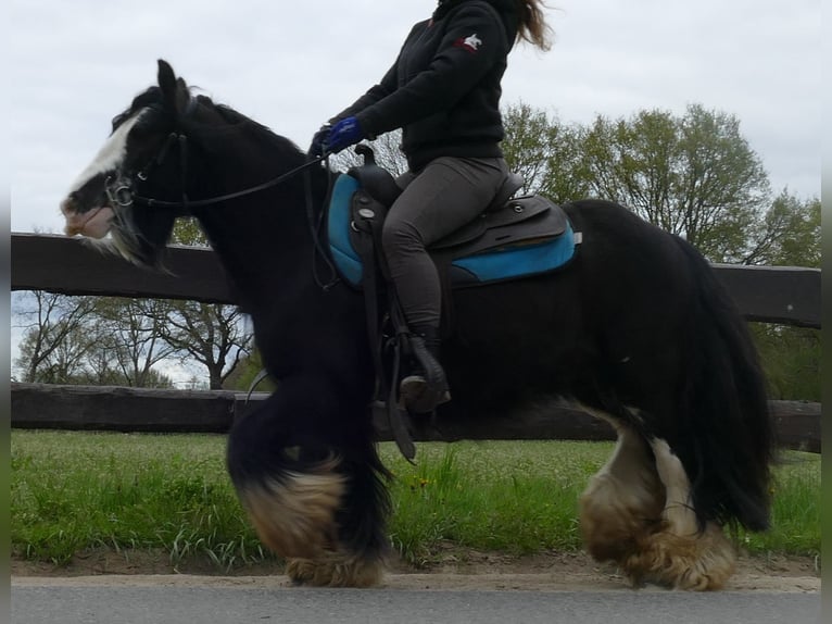 Cob Irlandese / Tinker / Gypsy Vanner Castrone 8 Anni 134 cm Morello in Lathen