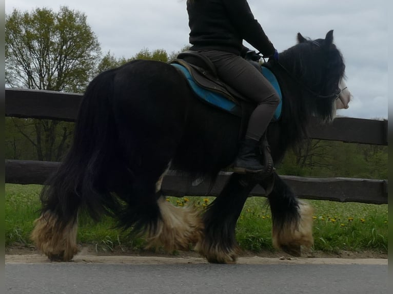 Cob Irlandese / Tinker / Gypsy Vanner Castrone 8 Anni 134 cm Morello in Lathen