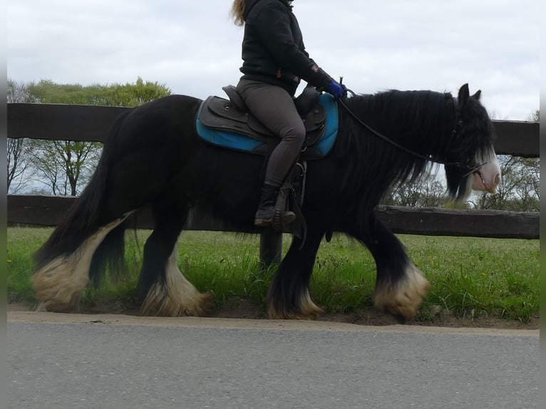 Cob Irlandese / Tinker / Gypsy Vanner Castrone 8 Anni 134 cm Morello in Lathen