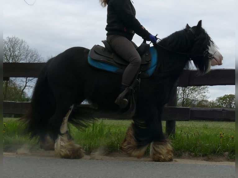 Cob Irlandese / Tinker / Gypsy Vanner Castrone 8 Anni 134 cm Morello in Lathen