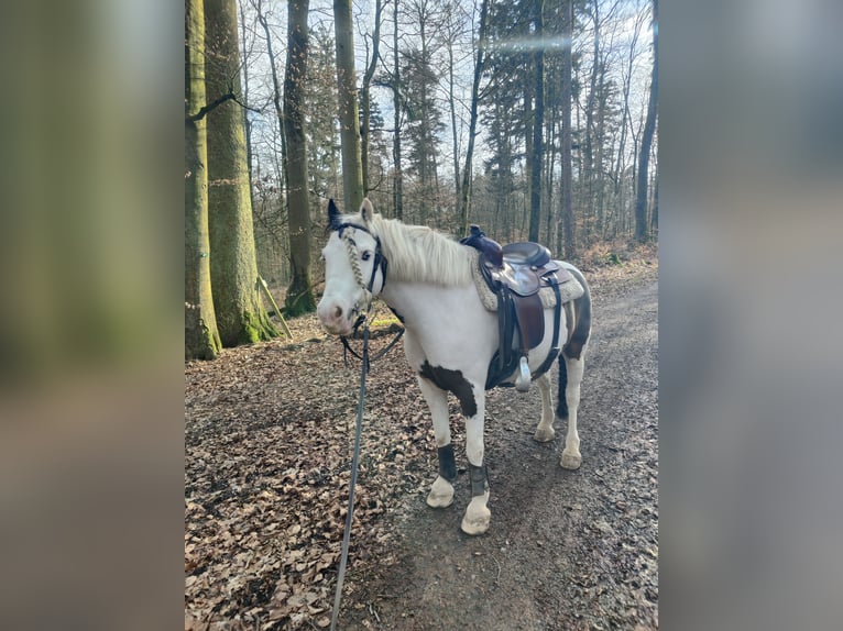 Cob Irlandese / Tinker / Gypsy Vanner Castrone 8 Anni 135 cm Pezzato in Wiesloch