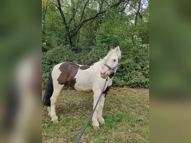 Cob Irlandese / Tinker / Gypsy Vanner Castrone 8 Anni 135 cm Pezzato in Wiesloch