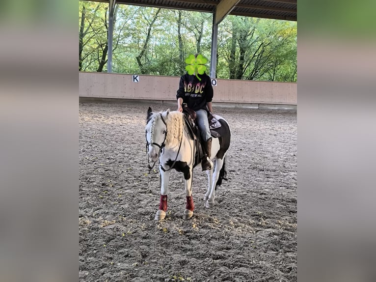 Cob Irlandese / Tinker / Gypsy Vanner Castrone 8 Anni 135 cm Pezzato in Wiesloch