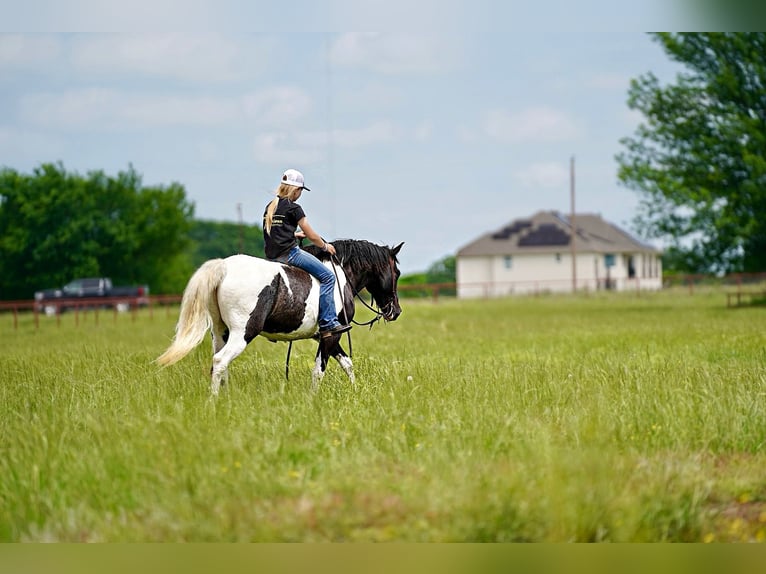 Cob Irlandese / Tinker / Gypsy Vanner Mix Castrone 8 Anni 137 cm Pezzato in Kaufman