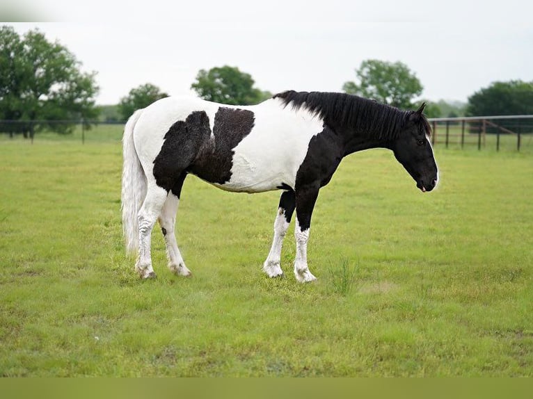 Cob Irlandese / Tinker / Gypsy Vanner Mix Castrone 8 Anni 137 cm Pezzato in Kaufman