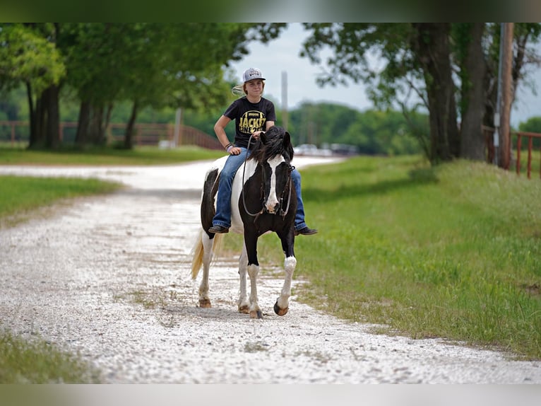 Cob Irlandese / Tinker / Gypsy Vanner Mix Castrone 8 Anni 137 cm Pezzato in Kaufman