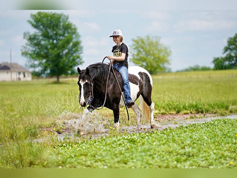 Cob Irlandese / Tinker / Gypsy Vanner Mix Castrone 8 Anni 137 cm Pezzato in Kaufman