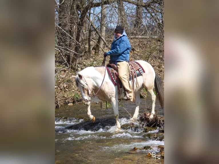 Cob Irlandese / Tinker / Gypsy Vanner Castrone 8 Anni 142 cm Pelle di daino in Mt. grove MO