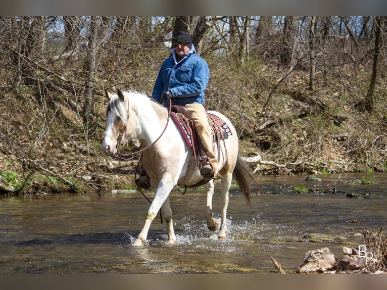 Cob Irlandese / Tinker / Gypsy Vanner Castrone 8 Anni 142 cm Pelle di daino in Mt. grove MO