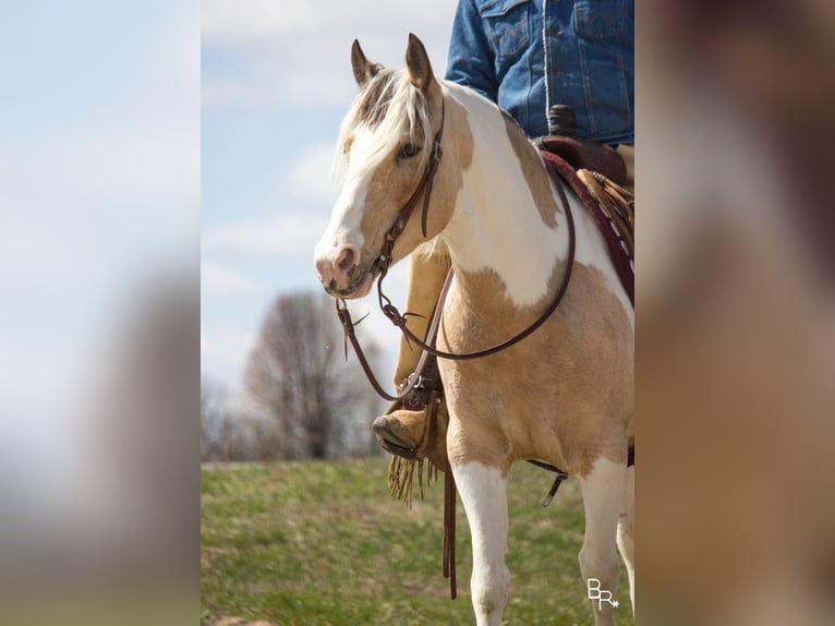 Cob Irlandese / Tinker / Gypsy Vanner Castrone 8 Anni 142 cm Pelle di daino in Mt. grove MO