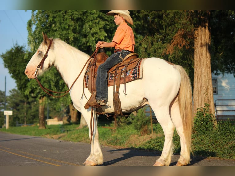 Cob Irlandese / Tinker / Gypsy Vanner Castrone 8 Anni 142 cm Sauro scuro in Cleveland TN