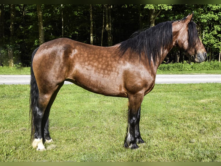 Cob Irlandese / Tinker / Gypsy Vanner Castrone 8 Anni 147 cm Baio ciliegia in Warsaw NY