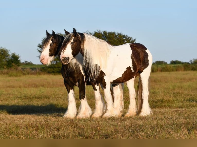 Cob Irlandese / Tinker / Gypsy Vanner Castrone 8 Anni 147 cm in Grand Saline