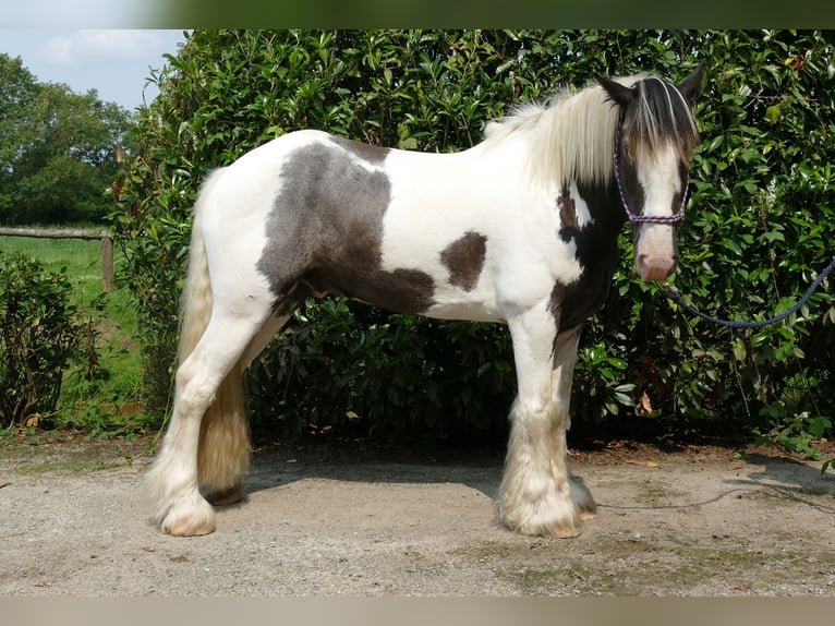 Cob Irlandese / Tinker / Gypsy Vanner Castrone 8 Anni 147 cm Pezzato in Lathen