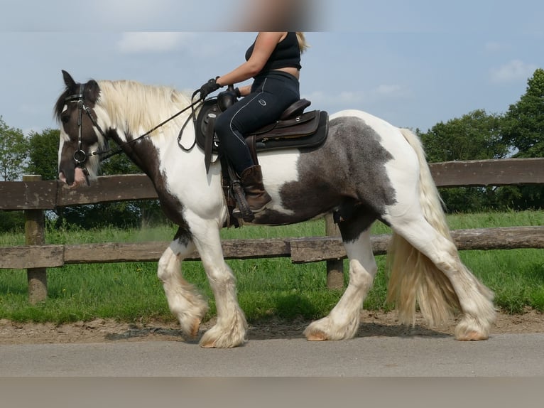 Cob Irlandese / Tinker / Gypsy Vanner Castrone 8 Anni 147 cm Pezzato in Lathen