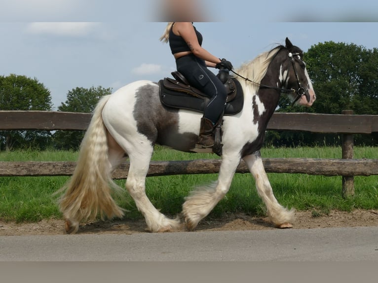 Cob Irlandese / Tinker / Gypsy Vanner Castrone 8 Anni 147 cm Pezzato in Lathen