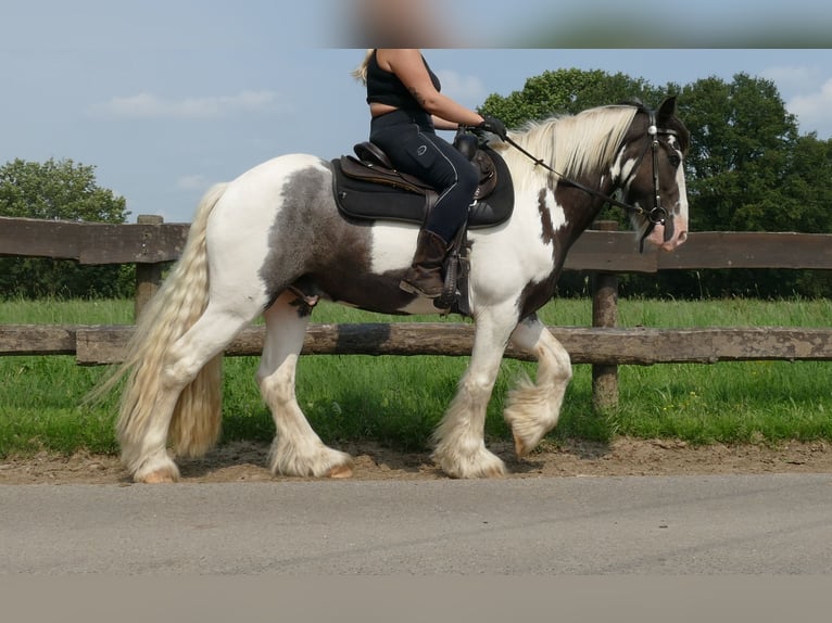 Cob Irlandese / Tinker / Gypsy Vanner Castrone 8 Anni 147 cm Pezzato in Lathen