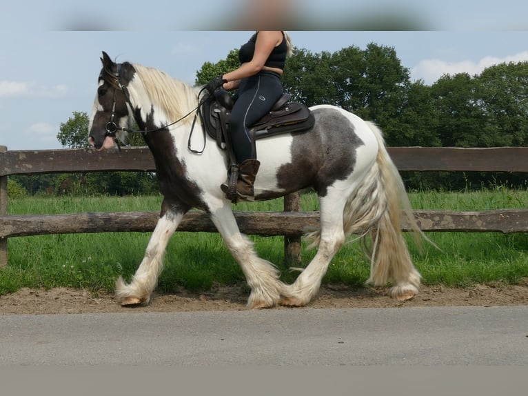 Cob Irlandese / Tinker / Gypsy Vanner Castrone 8 Anni 147 cm Pezzato in Lathen