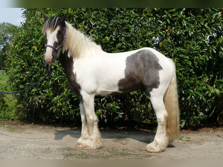 Cob Irlandese / Tinker / Gypsy Vanner Castrone 8 Anni 147 cm Pezzato in Lathen