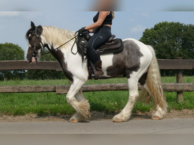 Cob Irlandese / Tinker / Gypsy Vanner Castrone 8 Anni 147 cm Pezzato in Lathen